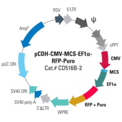 System Biosciences LLC&nbsp;pCDH-CMV-MCS-EF1α-RFP+Puro Cloning and Expression LentivectorpCDH-CMV-MCS-EF1α-RFP+Puro cDNA Dual Promoter Cloning and Expression Lentivector = 10ug