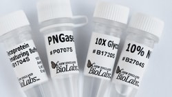New England Biolabs, Inc. PNGase A – 150 units, Quantity: Each of 1
