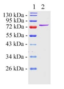 Abcam Recombinant human GRP78 BiP protein (Active), Quantity: Each of 1