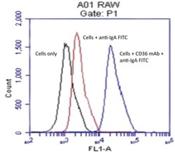 Abcam Mouse monoclonal [JC63.1] to CD36, Quantity: Each of 1