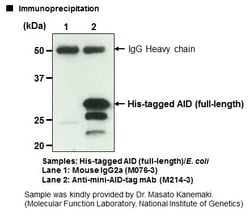 Cosmo Bio Usa Inc Anti-mini-AID-tag mAb (Monoclonal Antibody), Quantity: