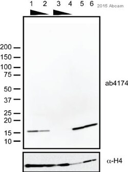 Abcam Rabbit polyclonal to Histone H2A.Z - ChIP Grade, Quantity: Each of