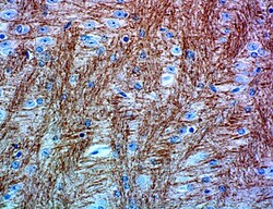 Biolegend Purified anti-Neurofilament Marker (pan axonal, cocktail), Quantity: