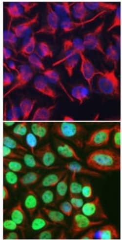 Abcam Mouse monoclonal [2H2] to c-Fos, Quantity: Each of 1