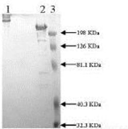 Abcam Native Mouse Fibronectin protein, 1MG, Quantity: Each of 1