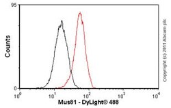 Abcam Mouse monoclonal [MTA30 2G10/3] to Mus81, Quantity: Each of 1
