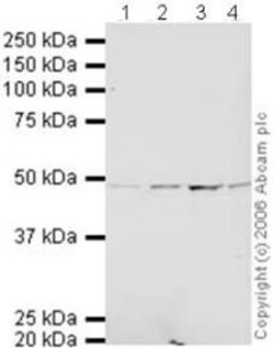 Abcam Mouse monoclonal [4A10] to TSG101 - BSA and Azide free, Quantity: