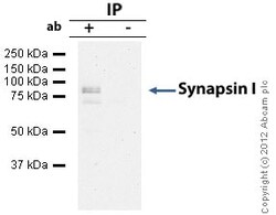 Abcam Rabbit polyclonal to Synapsin I - Synaptic Marker, Quantity: Each