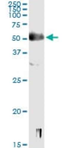 Abcam Mouse monoclonal [3C10] to SOX9 - BSA and Azide free, Quantity: Each