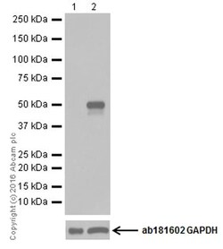 Abcam Potent, reversible proteasome inhibitor, Quantity: Each of 1