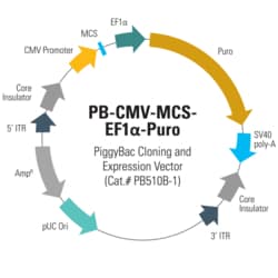 System Biosciences LLC PB-CMV-MCS-EF1α-Puro PiggyBac cDNA Cloning and Expression