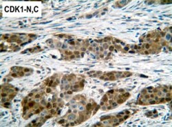 Abcam Mouse monoclonal [A17] to CDK1, Quantity: Each of 1