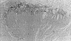 Abcam Mouse monoclonal [SP-DE4-21] to Substance P, Quantity: Each of 1