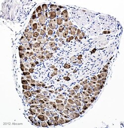 Abcam Rabbit polyclonal to NeuN - Neuronal Marker, Quantity: Each of 1