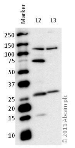 Abcam Rabbit polyclonal to MASH1/Achaete-scute homolog 1, Quantity: Each