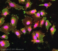 Abcam Mouse monoclonal [UC1MT] to Metallothionein, Quantity: Each of 1