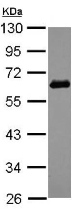 Abcam Rabbit polyclonal to SQSTM1 / p62, Quantity: Each of 1