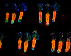 Biolegend Purified anti-Keratin 14, Quantity: Each of 1