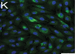 Abcam Mouse monoclonal [A53-B/A2] to Cytokeratin 19 - Cytoskeleton Marker,