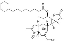 STEMCELL Technologies Phorbol 12-myristate 13-acetate, Size: 1 mg, Quantity: