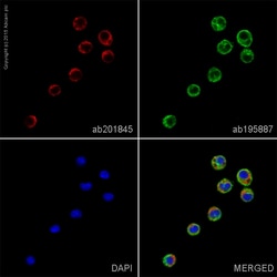 Abcam Alexa Fluor 647 Rat monoclonal [FA-11] to CD68, Quantity: Each of