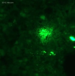 Abcam Mouse monoclonal [HNEJ-2] to 4 Hydroxynonenal, Quantity: Each of