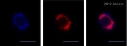Abcam Rabbit polyclonal to Histone H3 (acetyl K122), Quantity: Each of