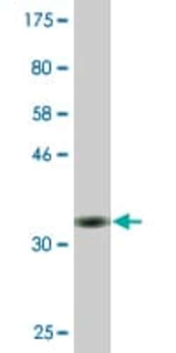 Abcam Mouse monoclonal [3C7] to MAG/GMA - BSA and Azide free, Quantity: