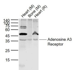 Abcam Rabbit polyclonal to Adenosine A3 Receptor/A3AR, Quantity: Each of