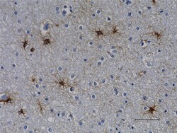 Biolegend Anti-GFAP (Cocktail), Quantity: Each of 1
