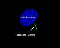 Montana Molecular Green Cilia-targeted cADDis cAMP Assay - 10mL, Quantity: