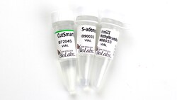 New England Biolabs, Inc. EcoGII Methyltransferase – 200 units, Quantity: