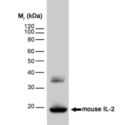 Abcam Rat monoclonal [JES6-1A12] to IL-2, Quantity: Each of 1