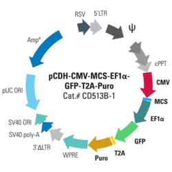System Biosciences LLC&nbsp;pCDH-CMV-MCS-EF1α-GreenPuro Cloning and Expression LentivectorpCDH-CMV-MCS-EF1α-GreenPuro cDNA Dual Promoter Cloning and Expression Lentivector = 10ug