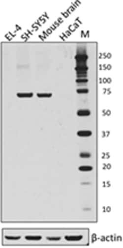 Biolegend Purified anti-SARM1, Quantity: Each of 1