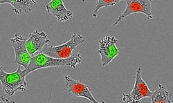 Sartorius&nbsp;INCUCYTE 2 COLOR FLOR CAL STAN