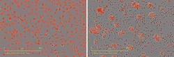 Sartorius Incucyte Nuclight Rapid Red Dye for Live-Cell Nuclear Labeling,