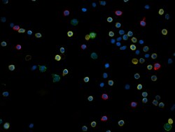 Biolegend Alexa Fluor 594 anti-human CD20, Quantity: Each of 1