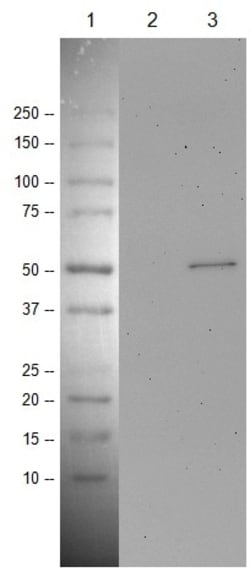 Abcam Mouse monoclonal [PAb 240] to p53, Quantity: Each of 1