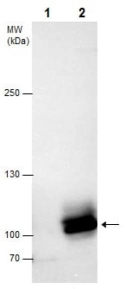 Abcam Rabbit polyclonal to Dnmt3b - N-terminal, Quantity: Each of 1