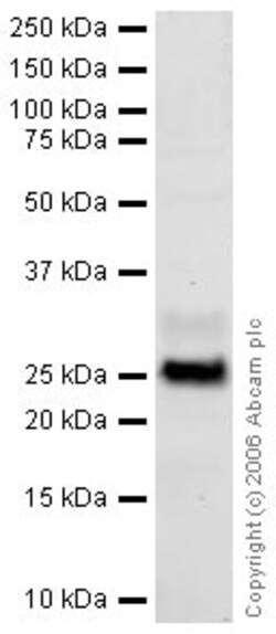 Abcam Rabbit polyclonal to Myelin Protein Zero, Quantity: Each of 1