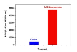 Aat Bioquest CM CASPASE 3/7 ACTIVITY ASSAY