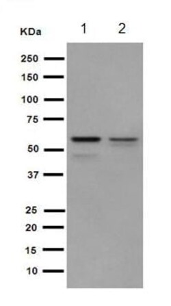 Abcam Rabbit monoclonal [EP7654] to Hepsin/HPN, Quantity: Each of 1