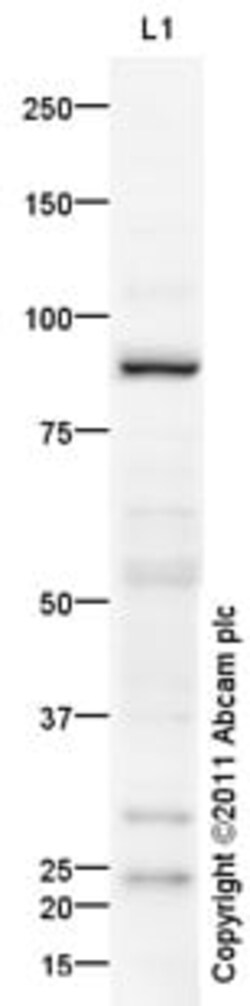 Abcam Rabbit polyclonal to SOX5, Quantity: Each of 1