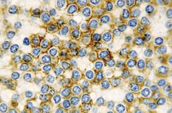 Leica Biosystems&nbsp;1ML NCL-L-CD11C-563
