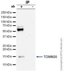 Abcam Rabbit polyclonal to TOMM20 - Mitochondrial Marker, Quantity: Each