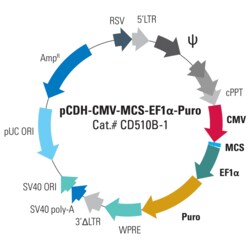 System Biosciences LLC&nbsp;pCDH-CMV-MCS-EF1α-Puro Cloning and Expression LentivectorpCDH-CMV-MCS-EF1α-Puro cDNA Dual Promoter Cloning and Expression Lentivector = 10ug