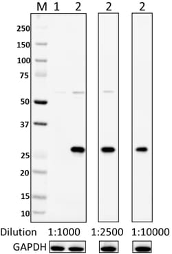 Biolegend Purified anti-His Tag, Quantity: Each of 1