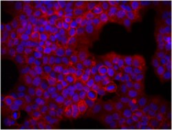 Biolegend Purified anti-human CD340 (erbB2/HER-2), Quantity: Each of 1