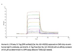 ACROBiosystems Recombinant Protein;Human IL-2 R beta / CD122 Protein, Fc